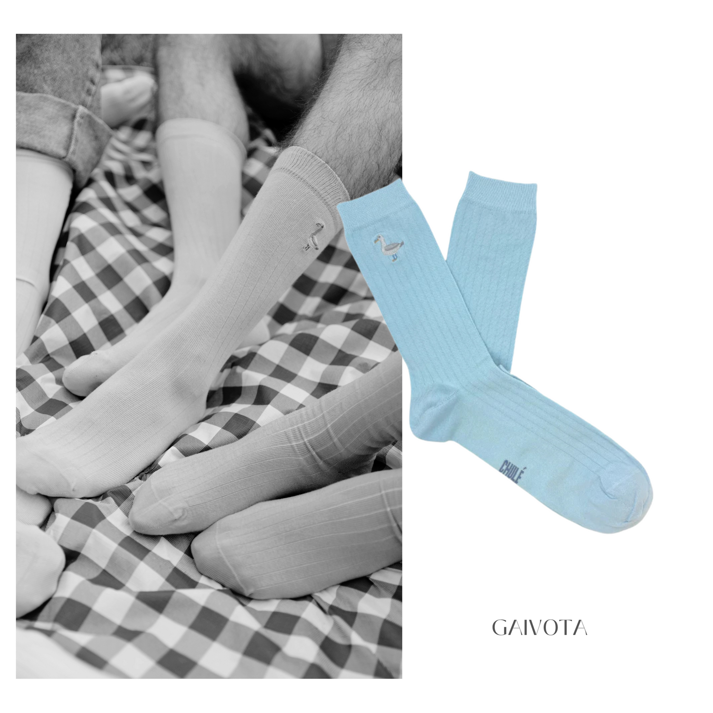 Chulé - gaivota