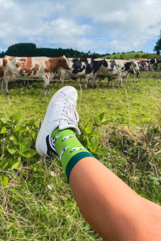 Chulé - Vaca